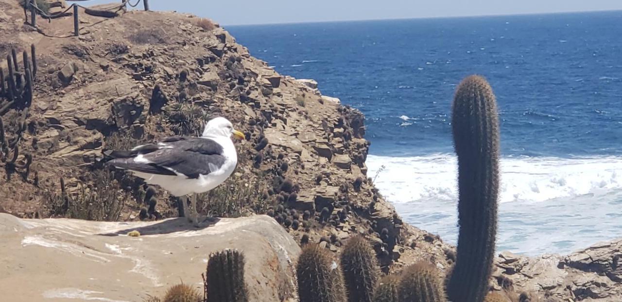 Cabanas Aire Marino Algarrobo Bagian luar foto